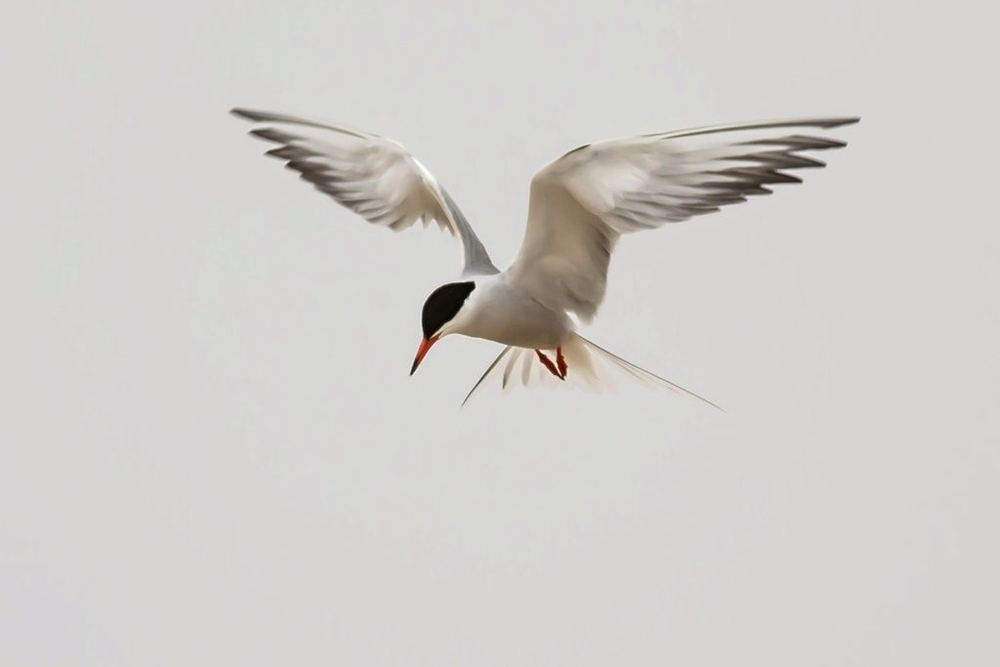 Common Tern