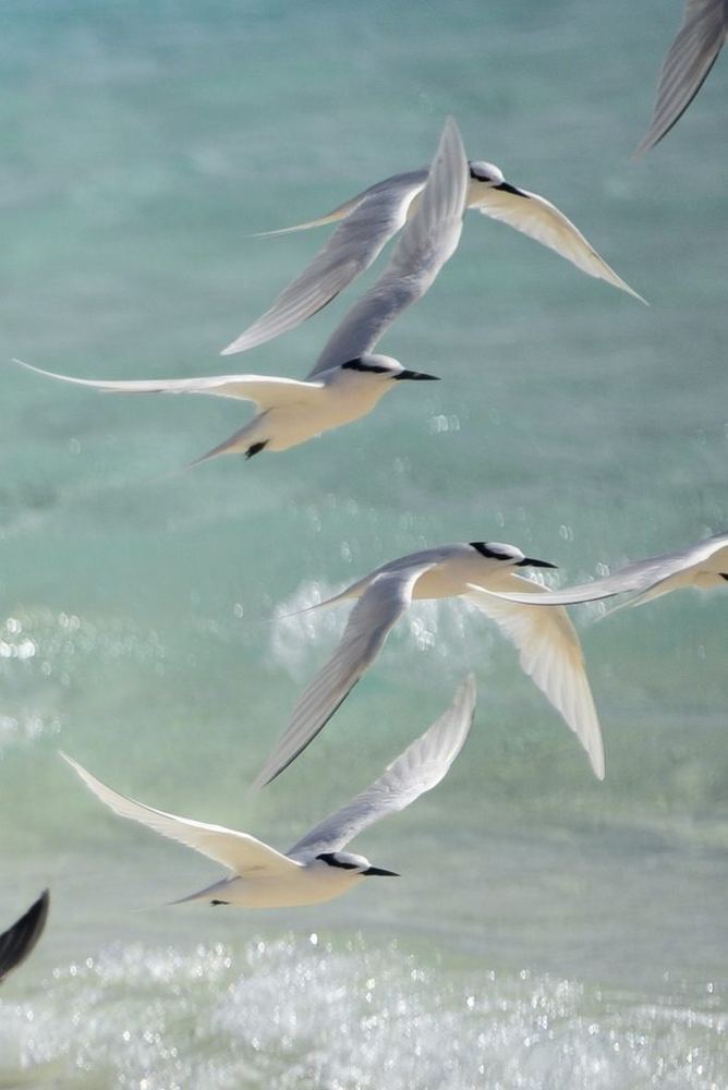 Black-naped Tern