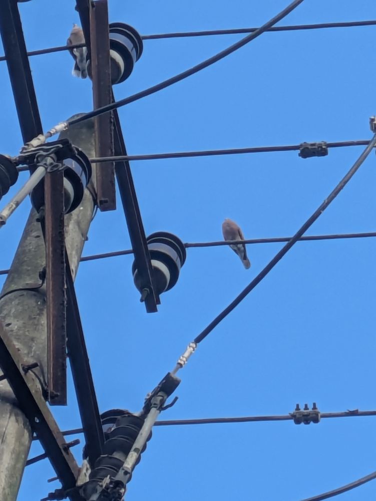 Red Collared-Dove