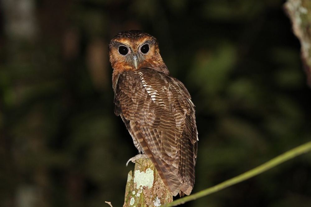 Brown Wood-Owl