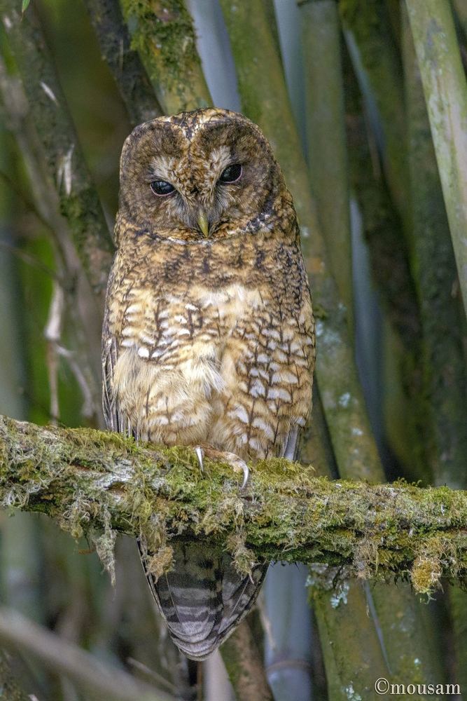 Himalayan Owl