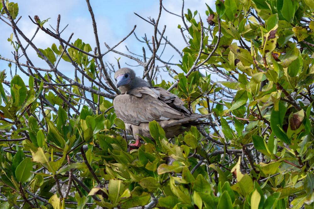 Red-Footed Booby