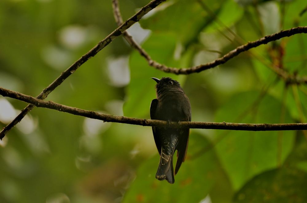 Square-Tailed Drongo-Cuckoo