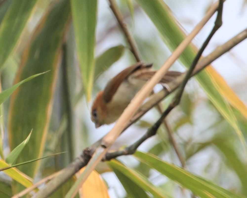 Pale-billed Parrotbill