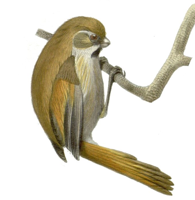 Golden Parrotbill