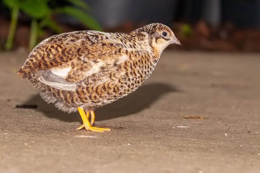 Blue-breasted Quail