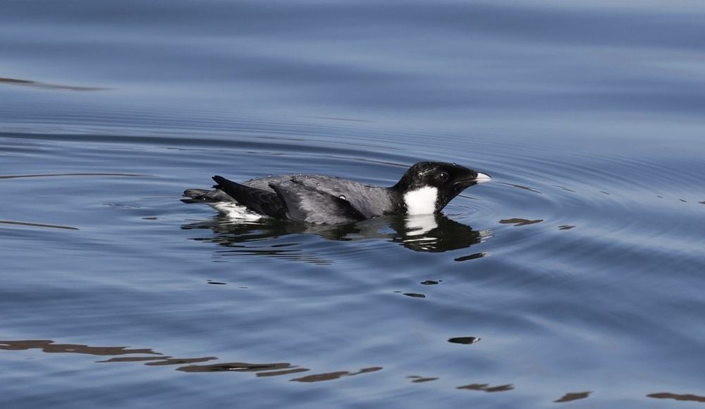 Ancient Murrelet