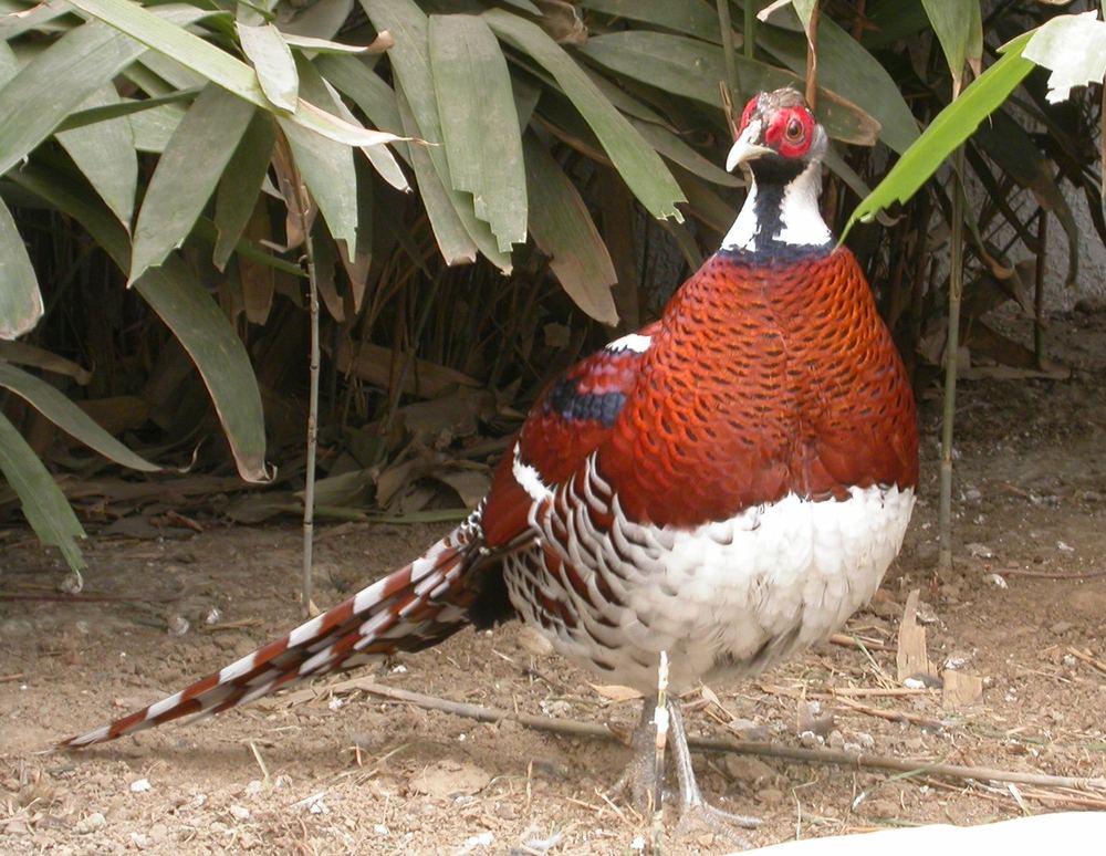 Syrmaticus ellioti