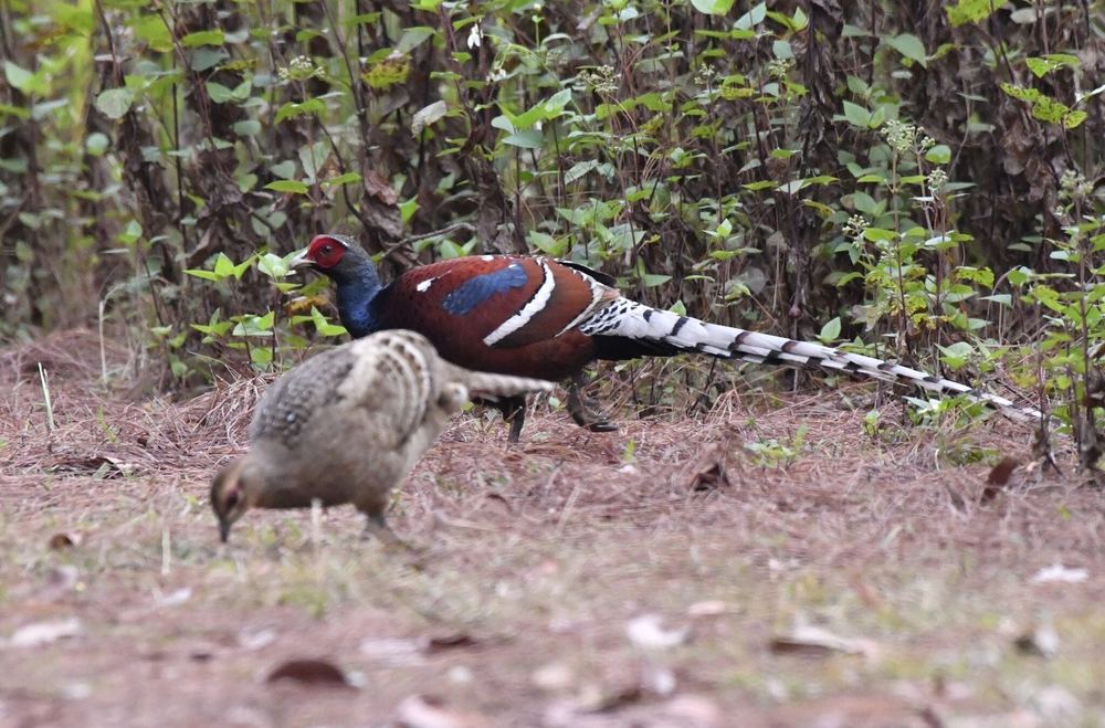 Mrs. Hume's Pheasant