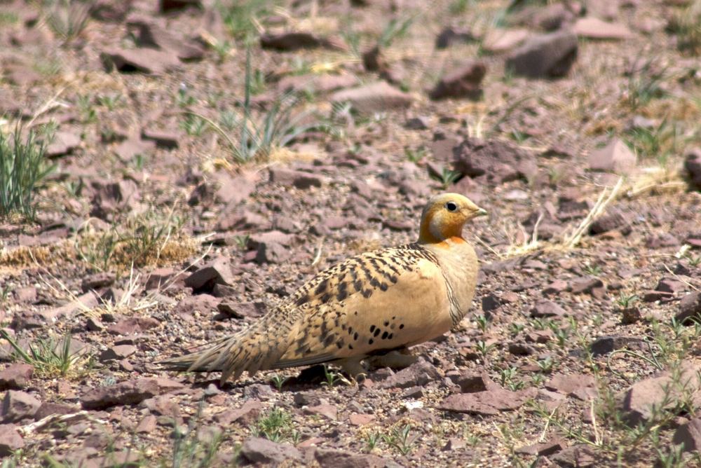 Syrrhaptes paradoxus