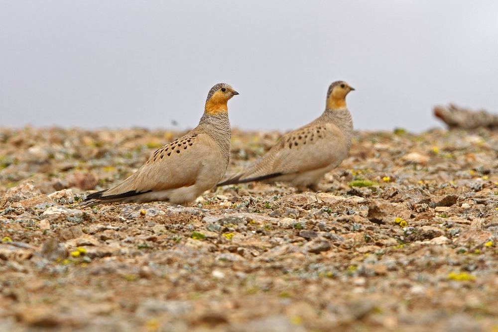 Tibetan Sandgrouse