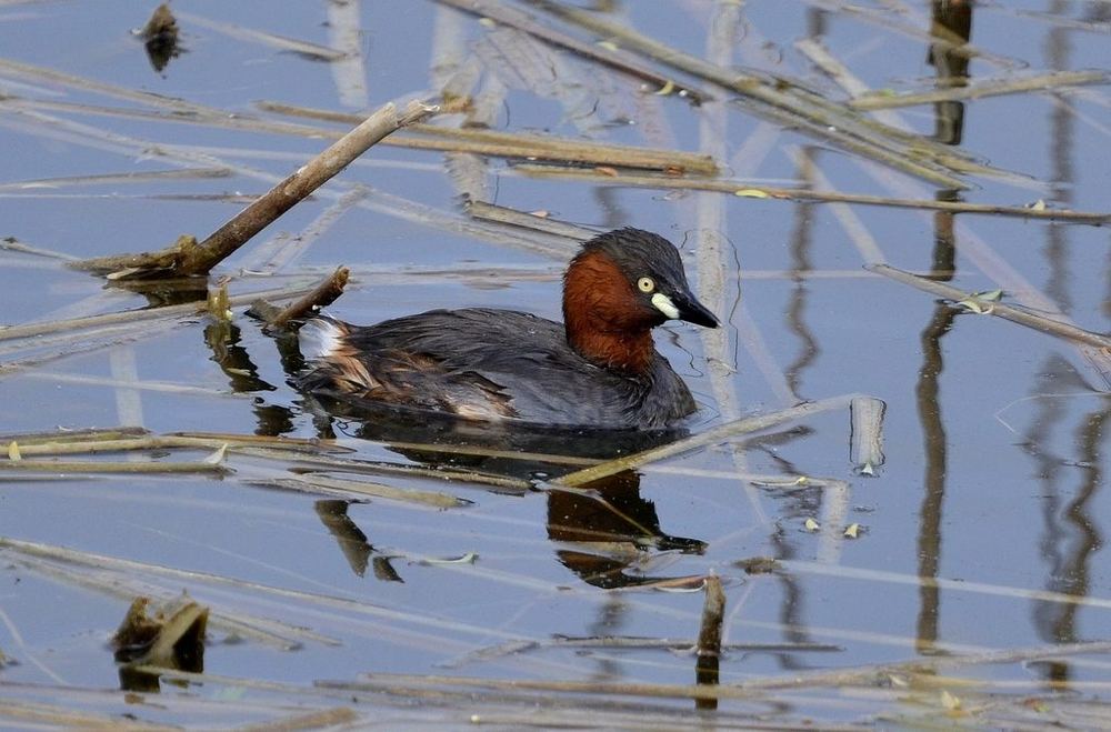 Little Grebe