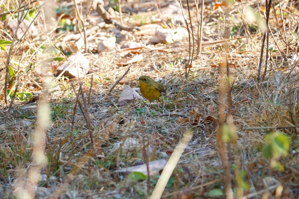Golden Bush Robin