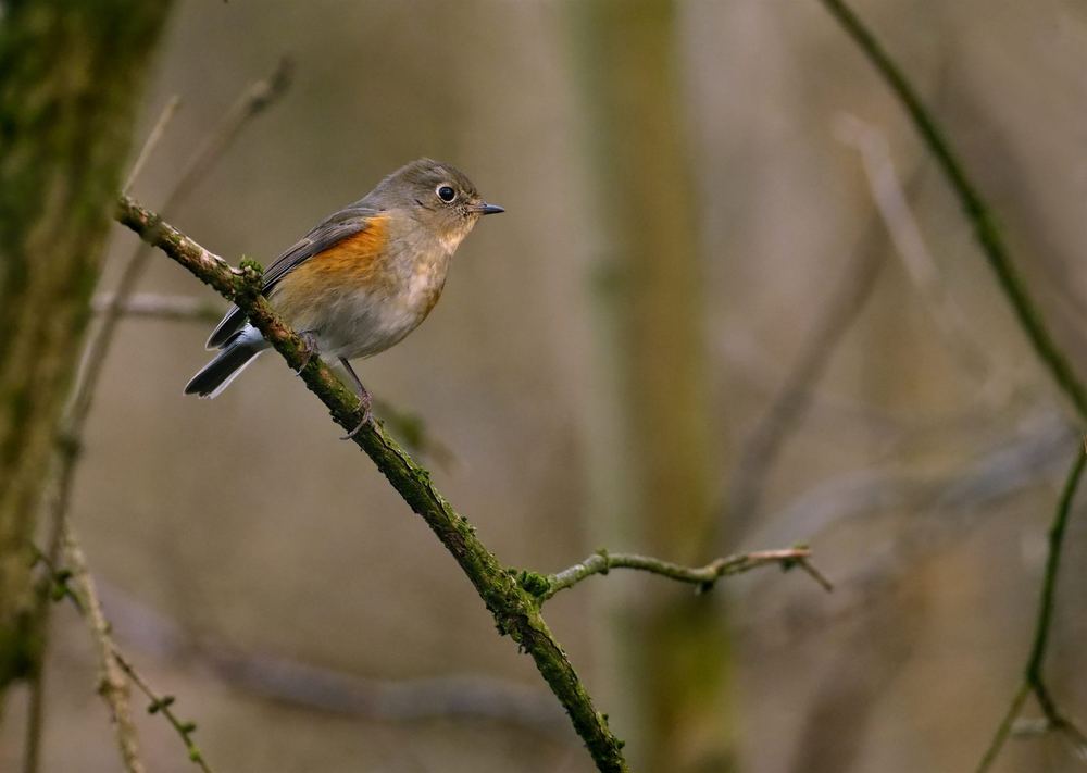 Red-flanked Bluetail