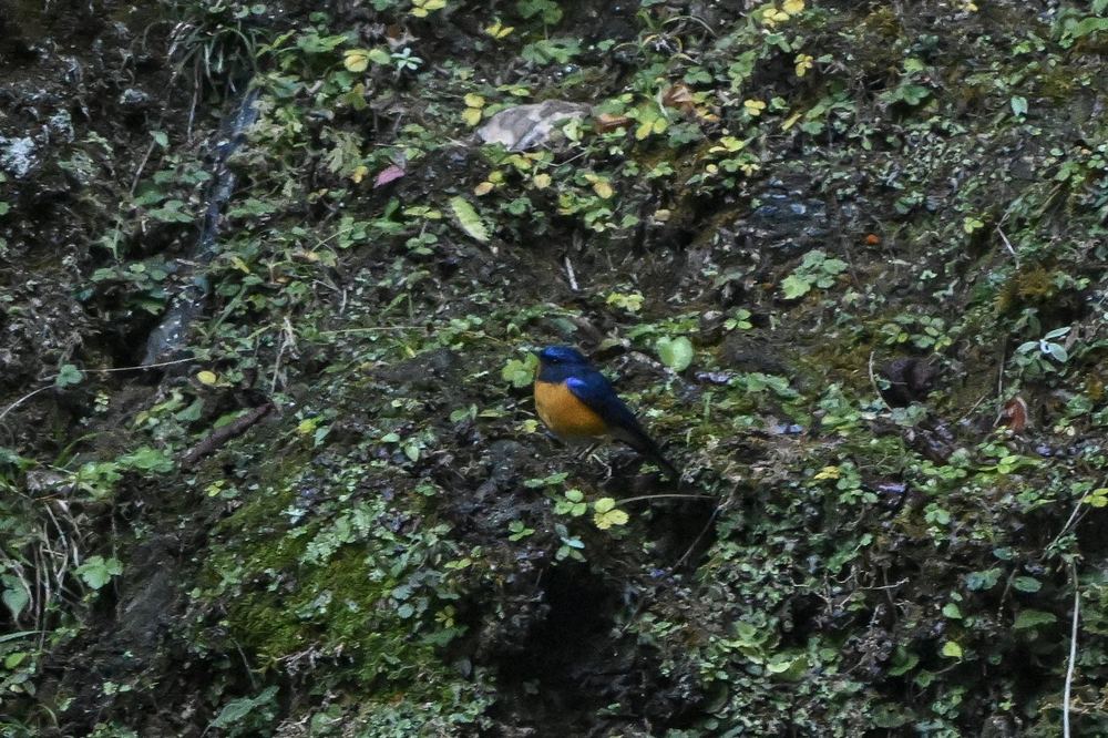 Rufous-breasted Bush Robin