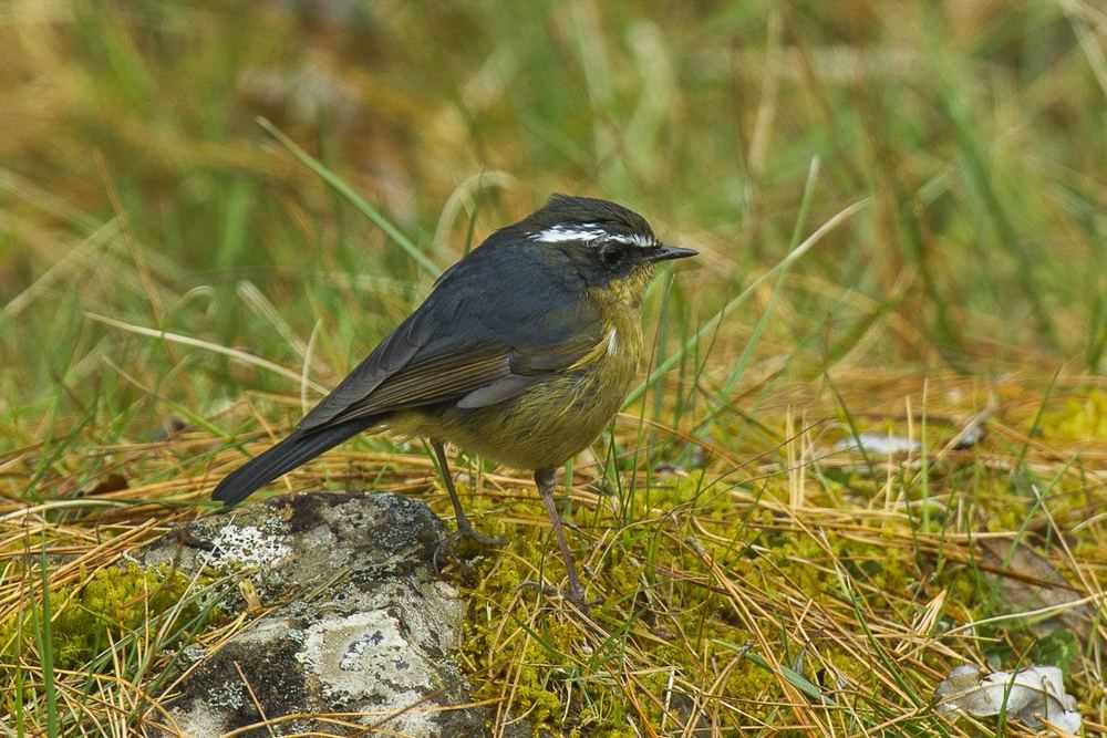 White-browed Bush Robin