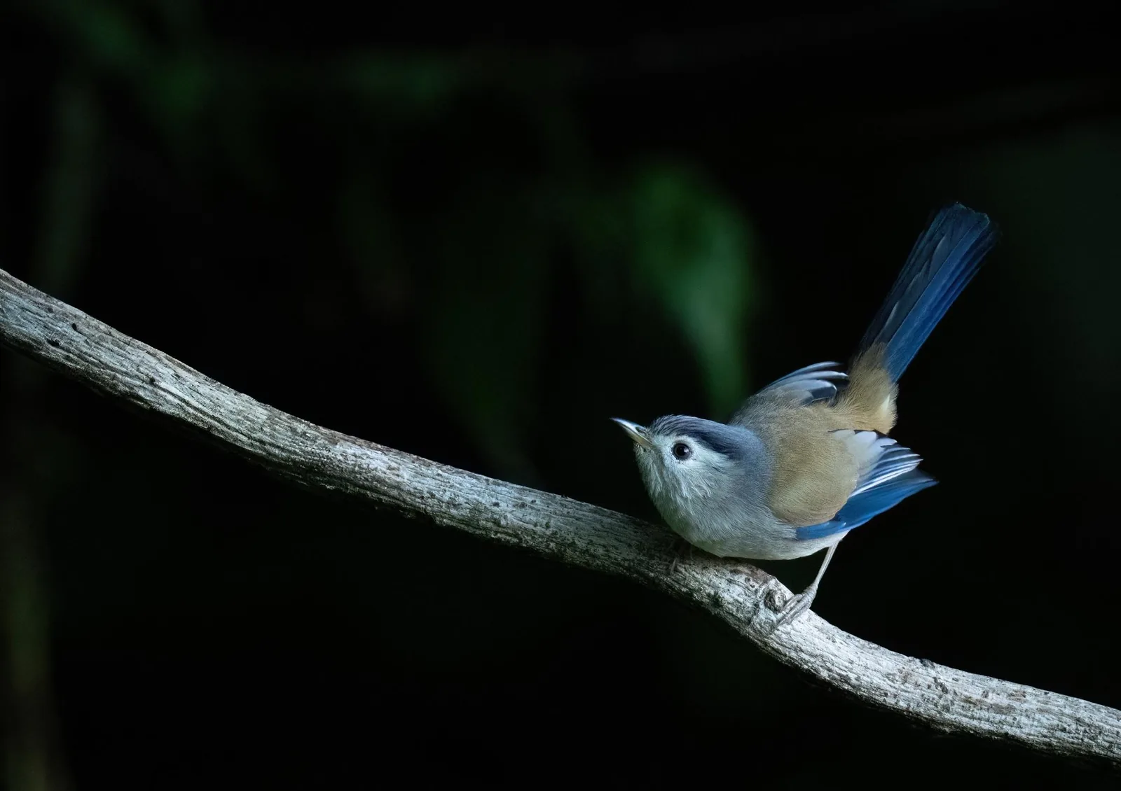 Blue-winged Minla