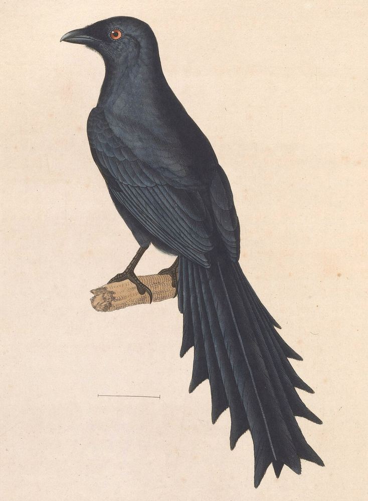 Ratchet-tailed Treepie