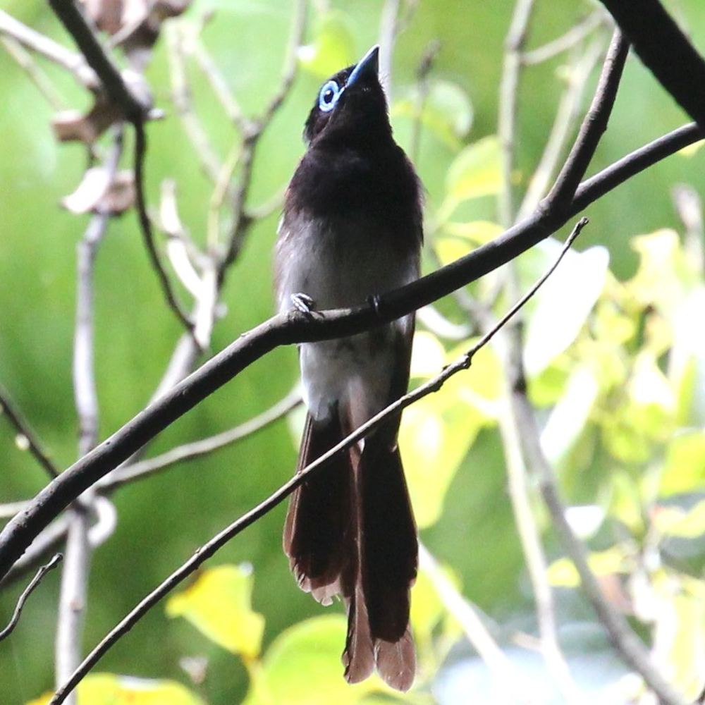 Japanese Paradise Flycatcher