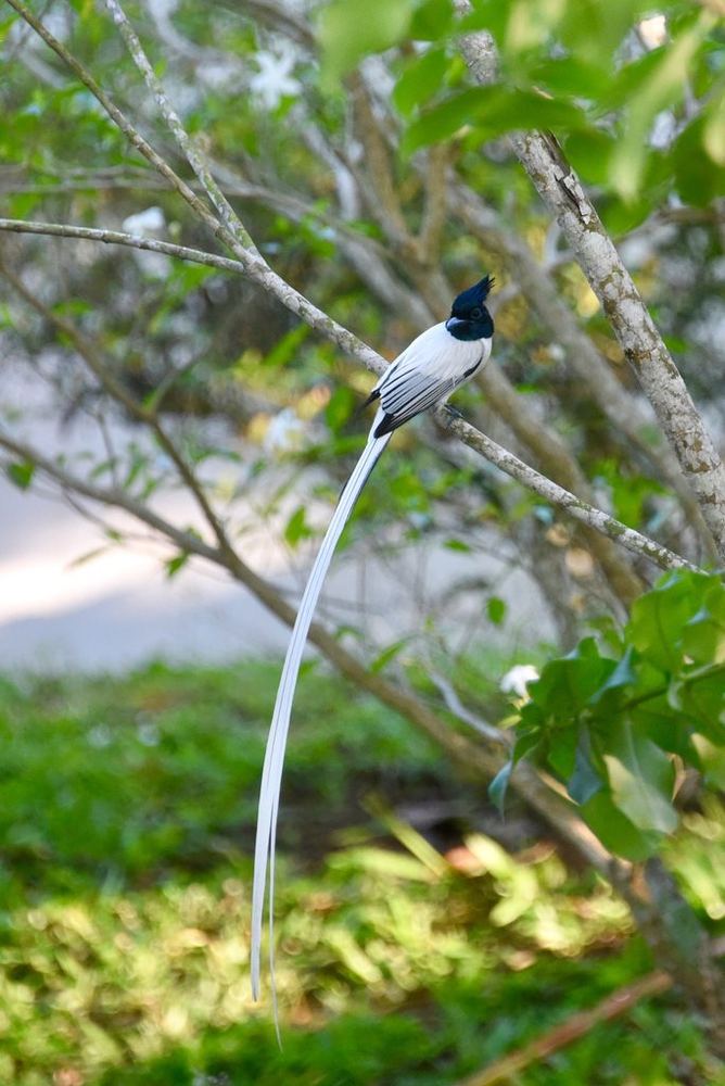 Indian Paradise-Flycatcher