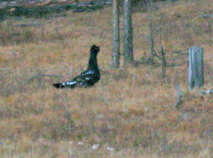 Tetrao urogalloides