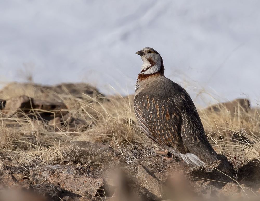 Himalayan Snowcock