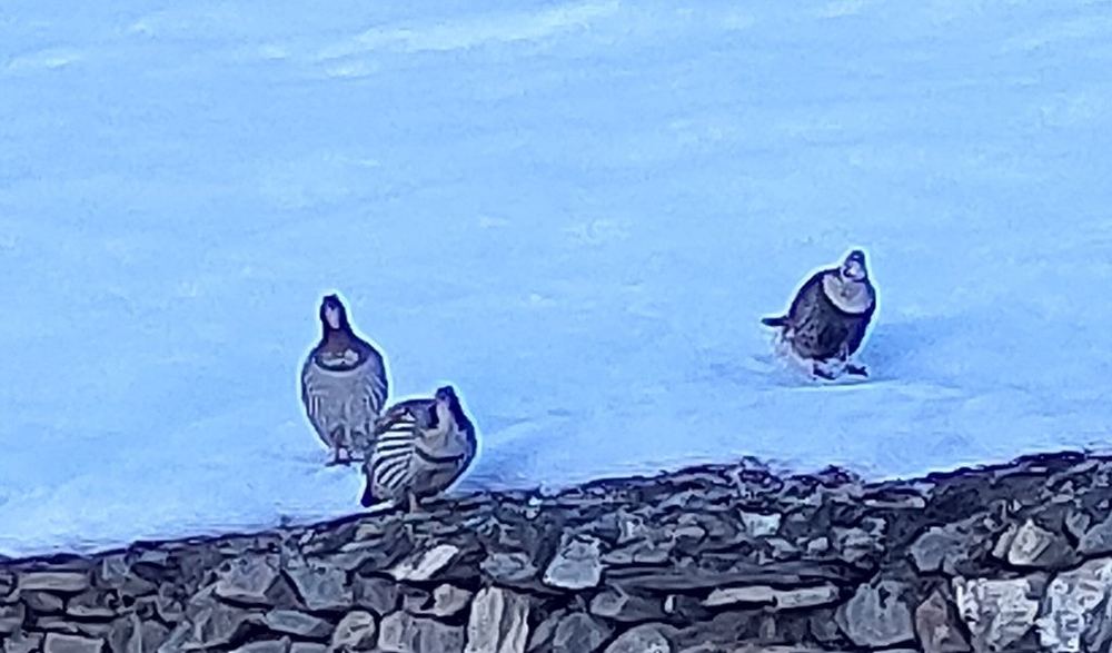 Tibetan Snowcock