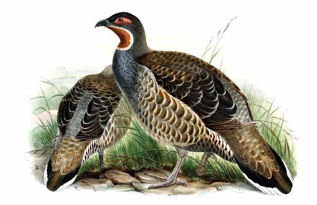 Tetraophasis obscurus