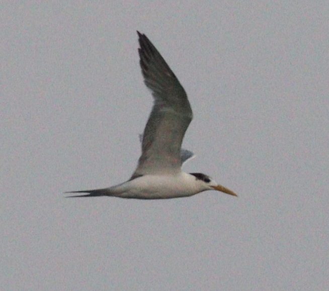 Great Crested Tern