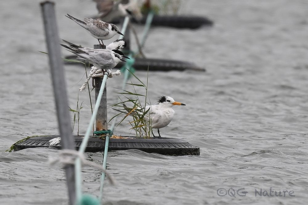 Chinese Crested Tern