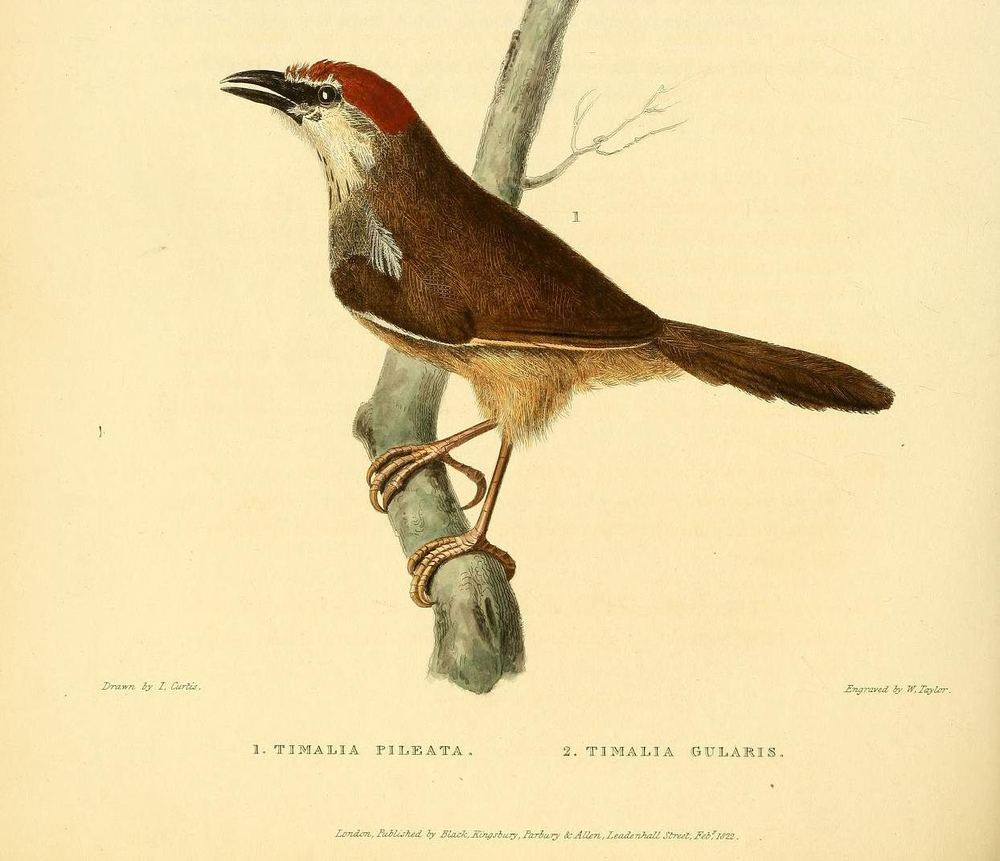 Chestnut-capped Babbler