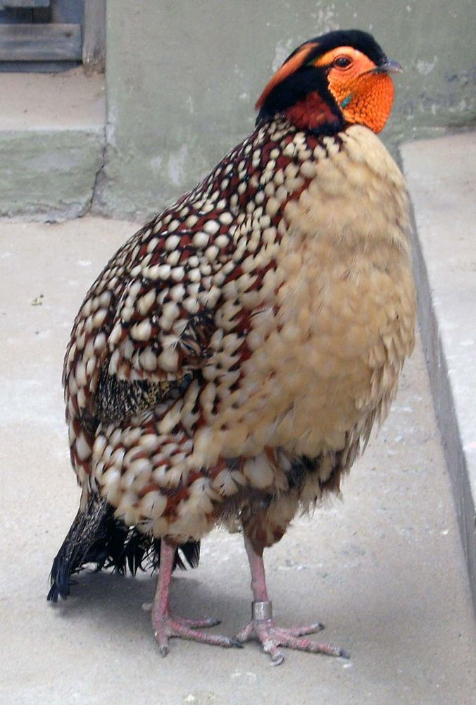 Tragopan caboti