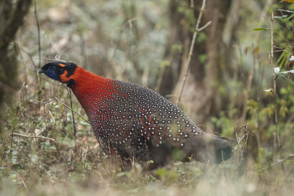 Satyr Tragopan