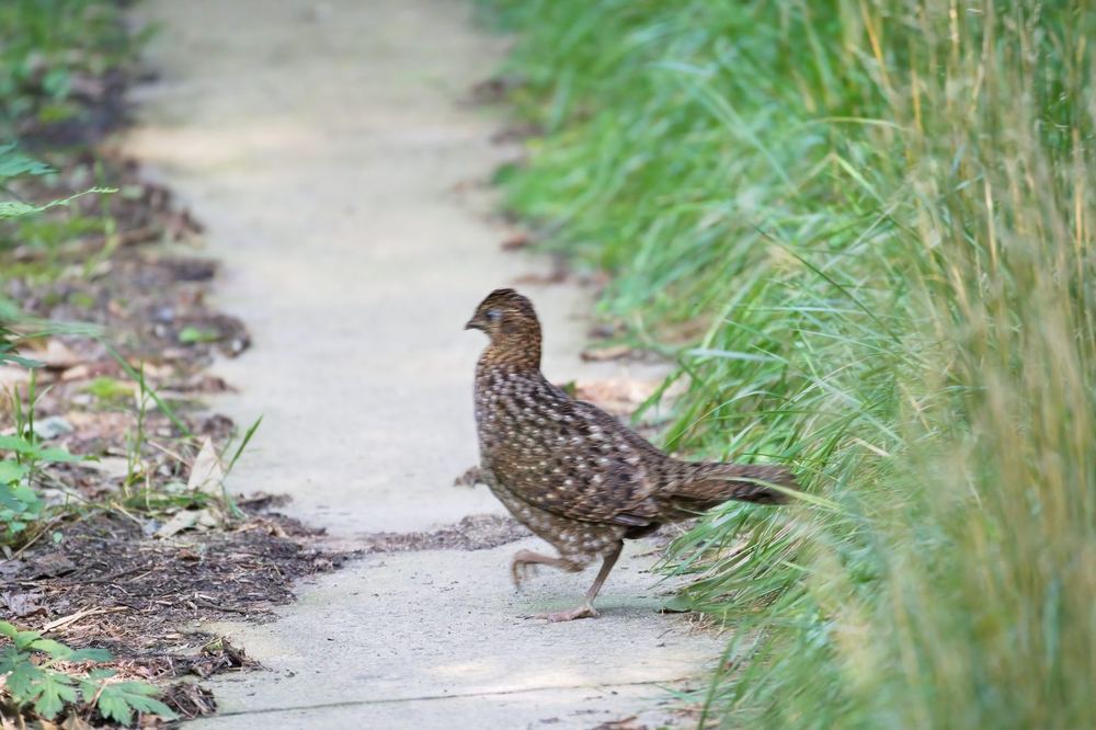 Temminck's Tragopan