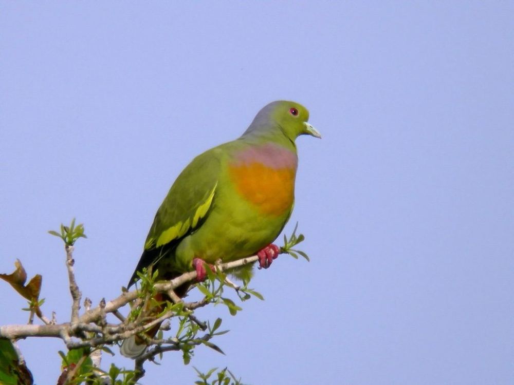 Orange-breasted Green-Pigeon
