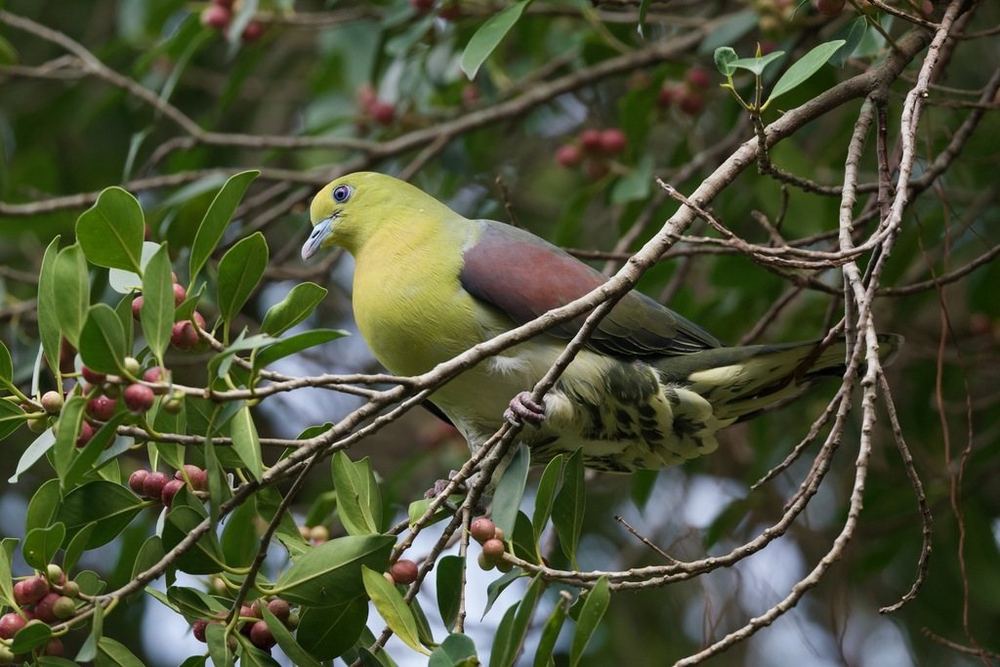White-bellied Green Pigeon