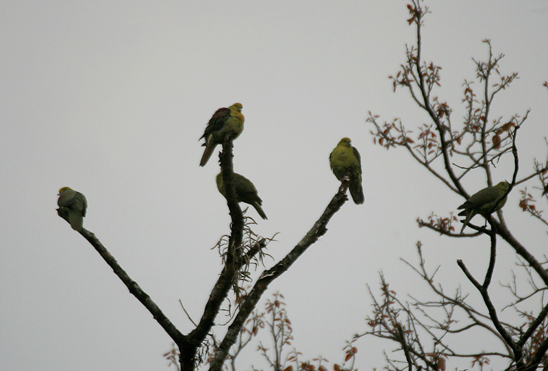 Wedge-Tailed Green Pigeon