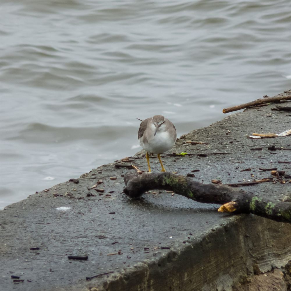 Grey-Tailed Tattler