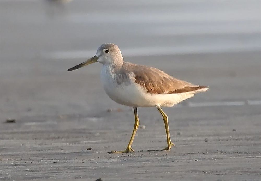 Nordmann's Greenshank
