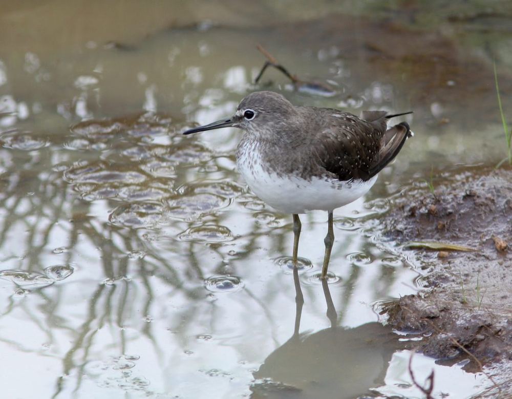 Green Sandpiper