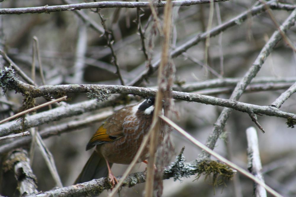Black-faced Laughingthrush