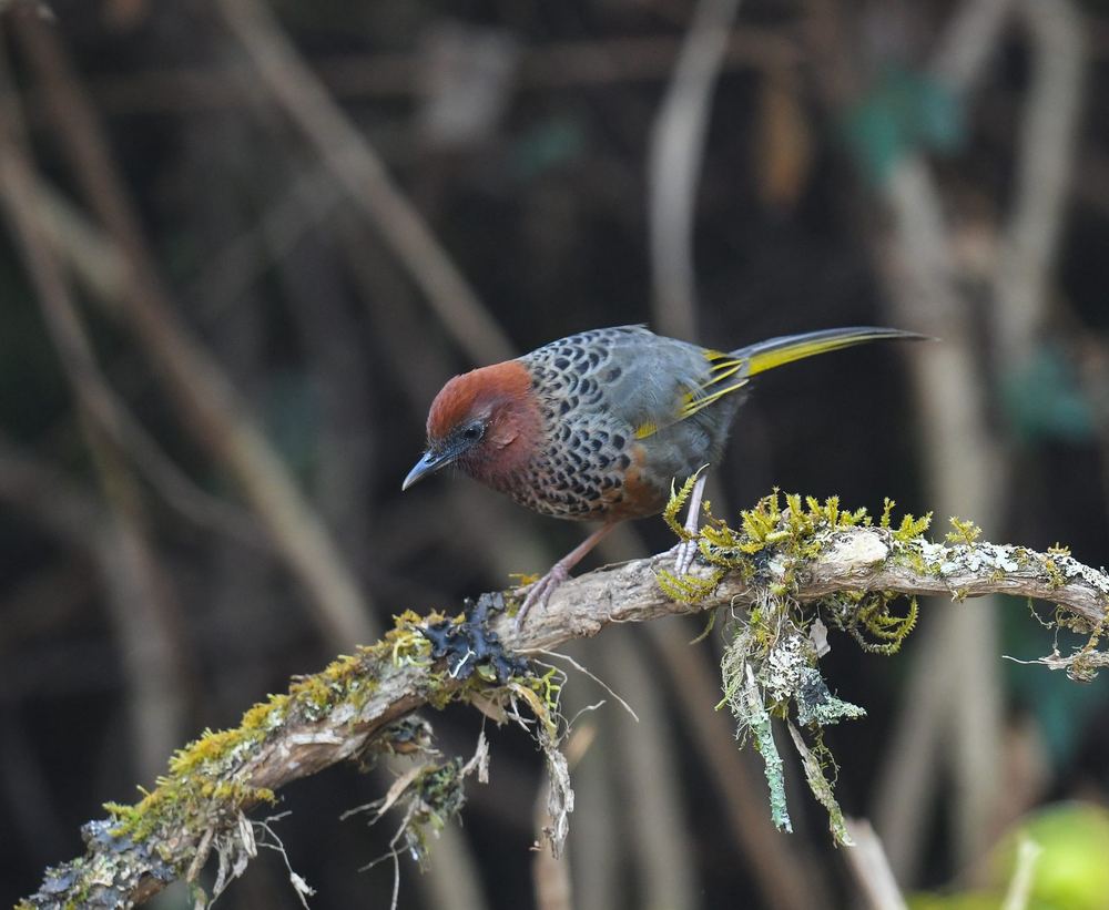 Assam Laughingthrush