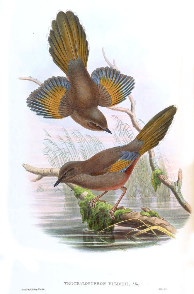 Trochalopteron elliotii
