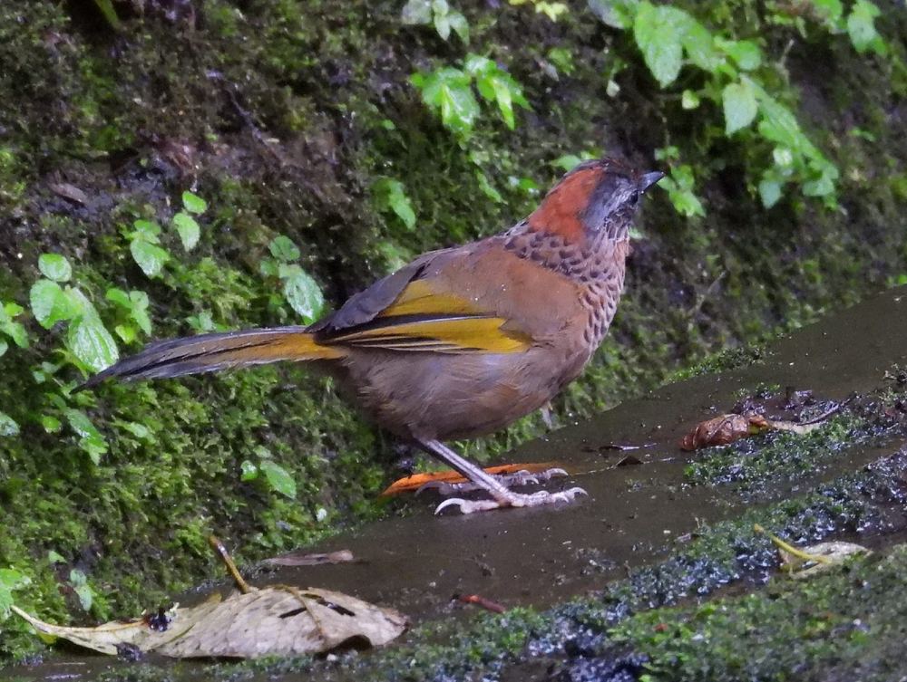 Chestnut-crowned Laughingthrush
