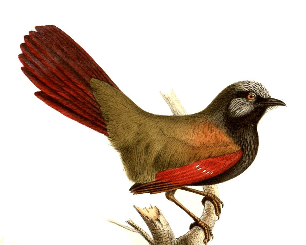 Red-winged Laughingthrush