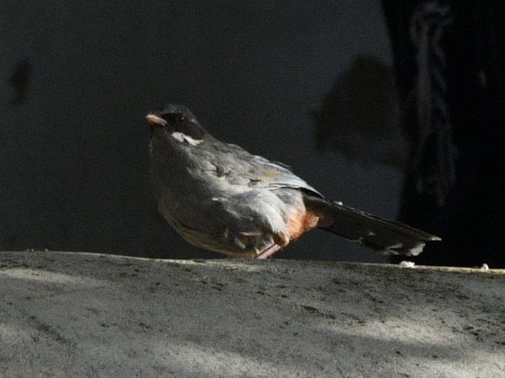 Trochalopteron henrici