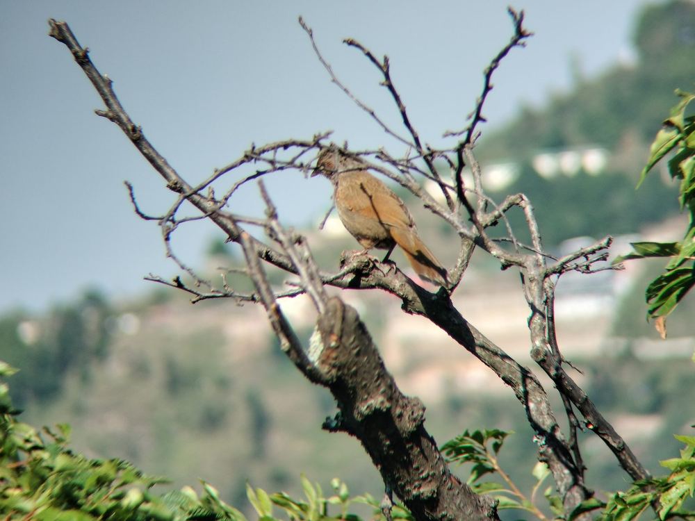 Streaked Laughingthrush