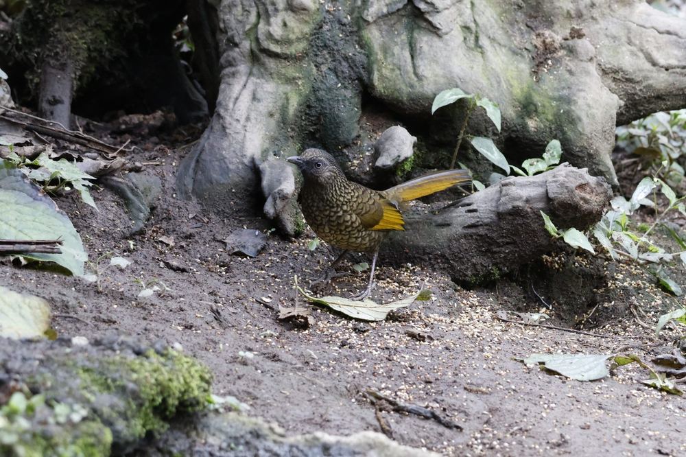 Scaly Laughingthrush