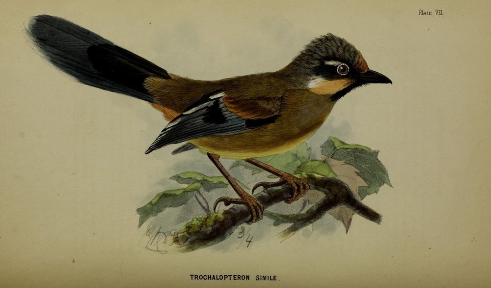 Variegated Laughingthrush