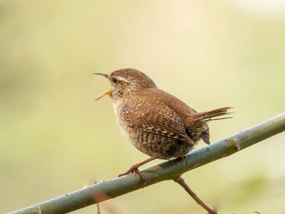 Eurasian Wren